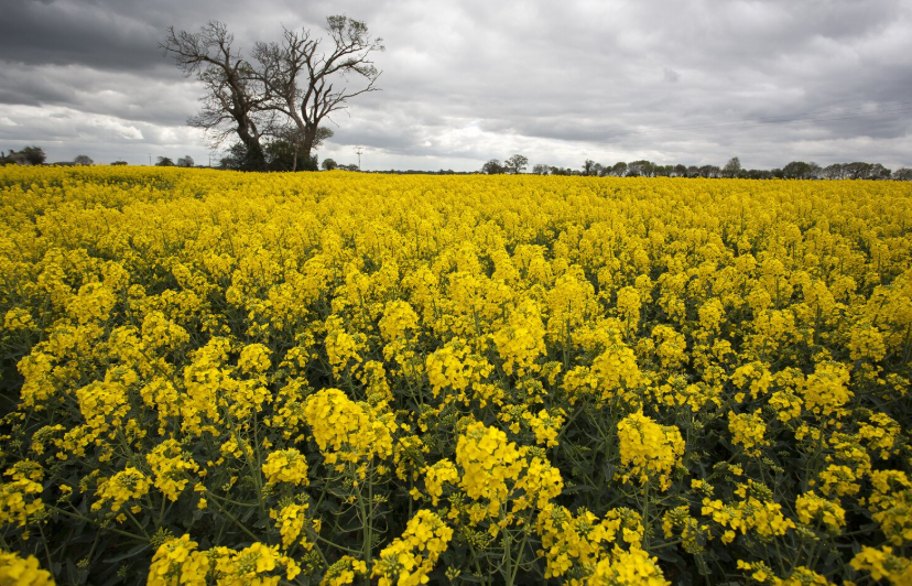 озимые культуры: особенности и значение в сельском хозяйстве