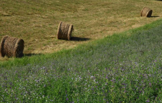 уборка люцерны на сено и сенаж