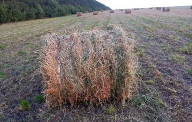 уборка люцерны на сено и сенаж