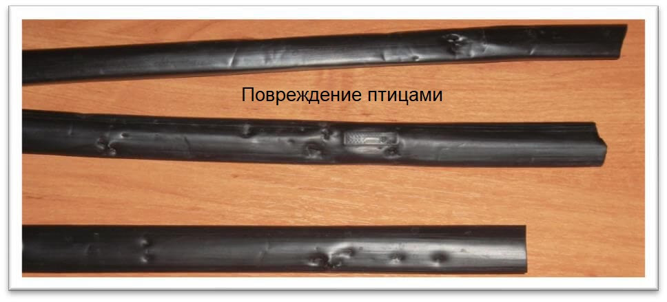 повреждение птицами.jpg повреждение птицами.jpg