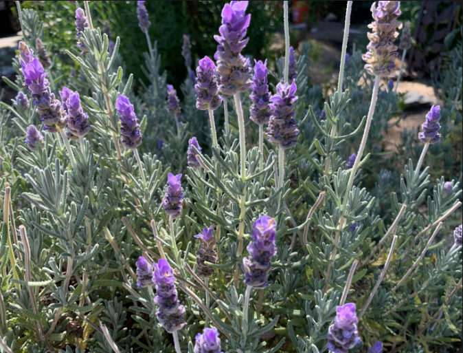 image (1).png