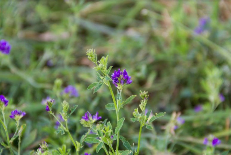 уборка люцерны на сено и сенаж
