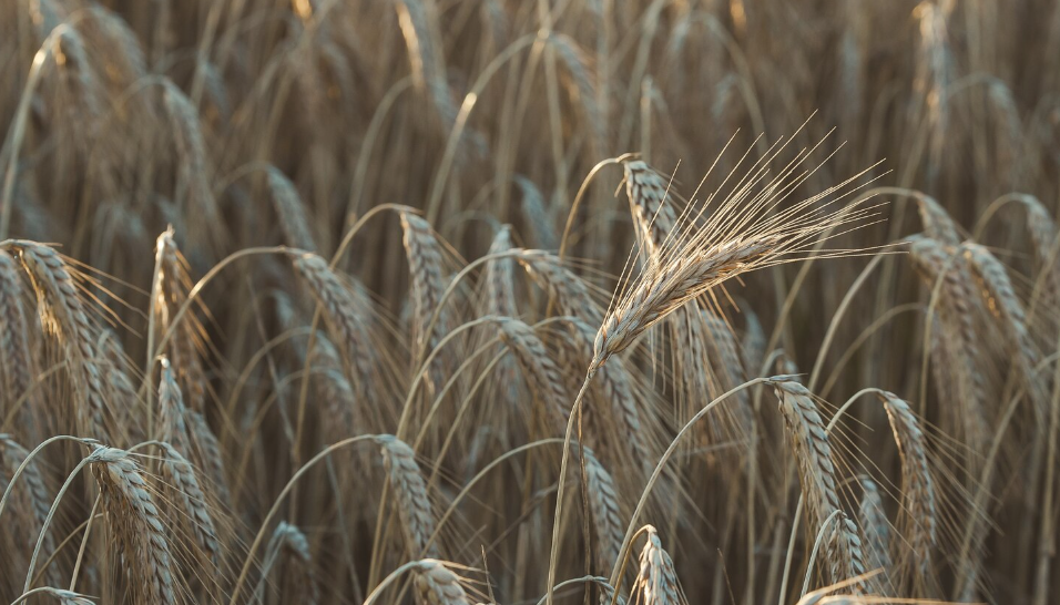 озимые культуры: особенности и значение в сельском хозяйстве